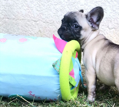 Cyndia Antonio - Bouledogue français - Portée née le 25/04/2023