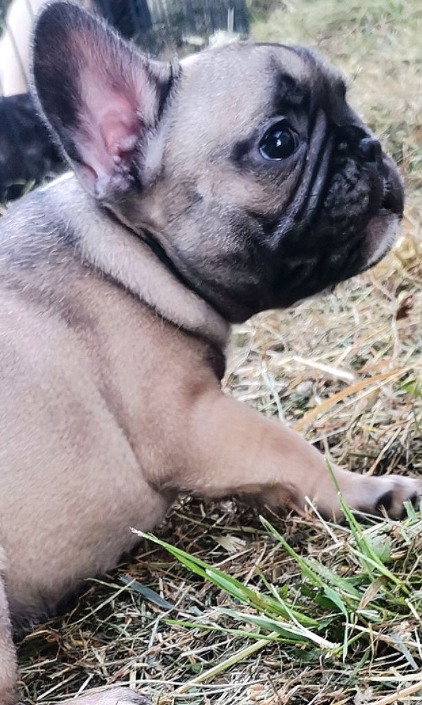 Cyndia Antonio - Chiots disponibles - Bouledogue français