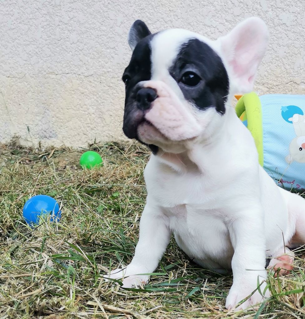 Cyndia Antonio - Chiots disponibles - Bouledogue français