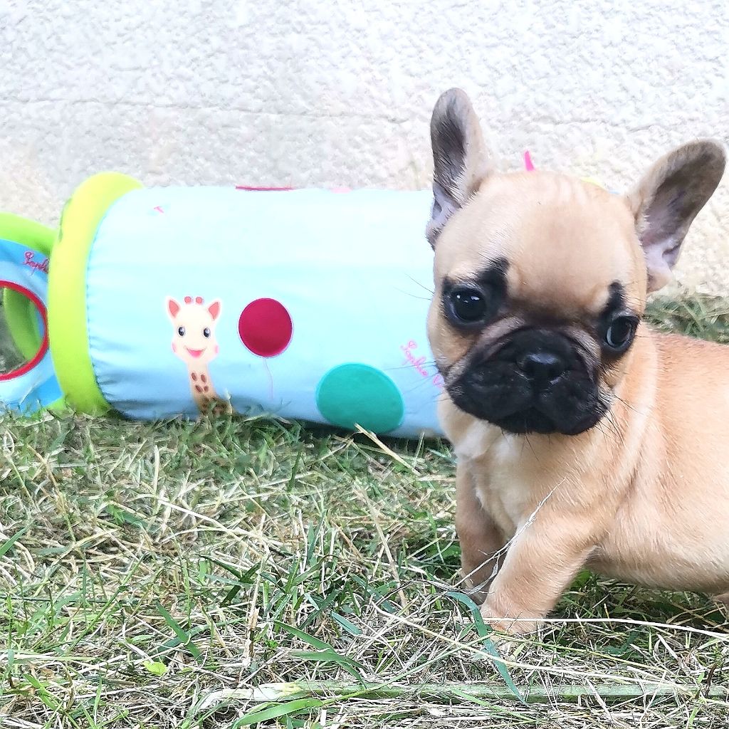 Cyndia Antonio - Chiots disponibles - Bouledogue français