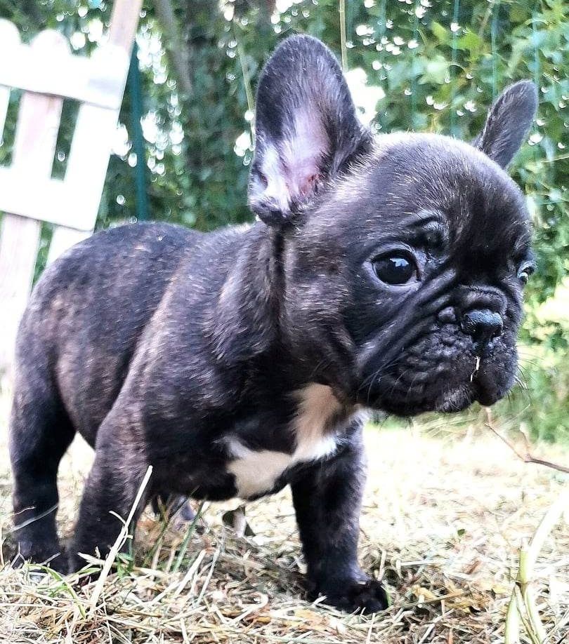 Cyndia Antonio - Chiots disponibles - Bouledogue français