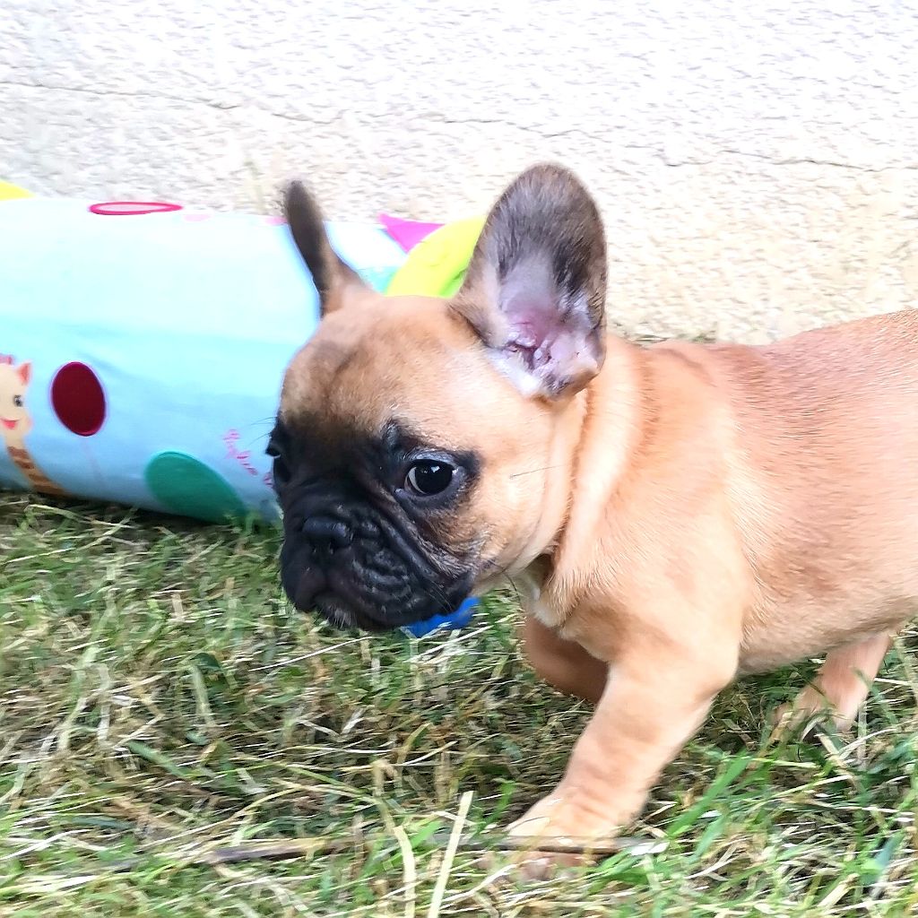 Cyndia Antonio - Chiots disponibles - Bouledogue français