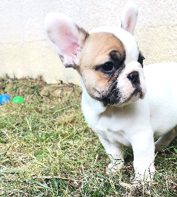 CHIOT 2