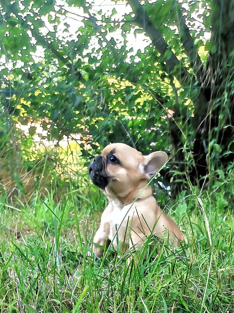 Cyndia Antonio - Chiots disponibles - Bouledogue français