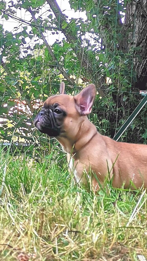 Cyndia Antonio - Chiots disponibles - Bouledogue français